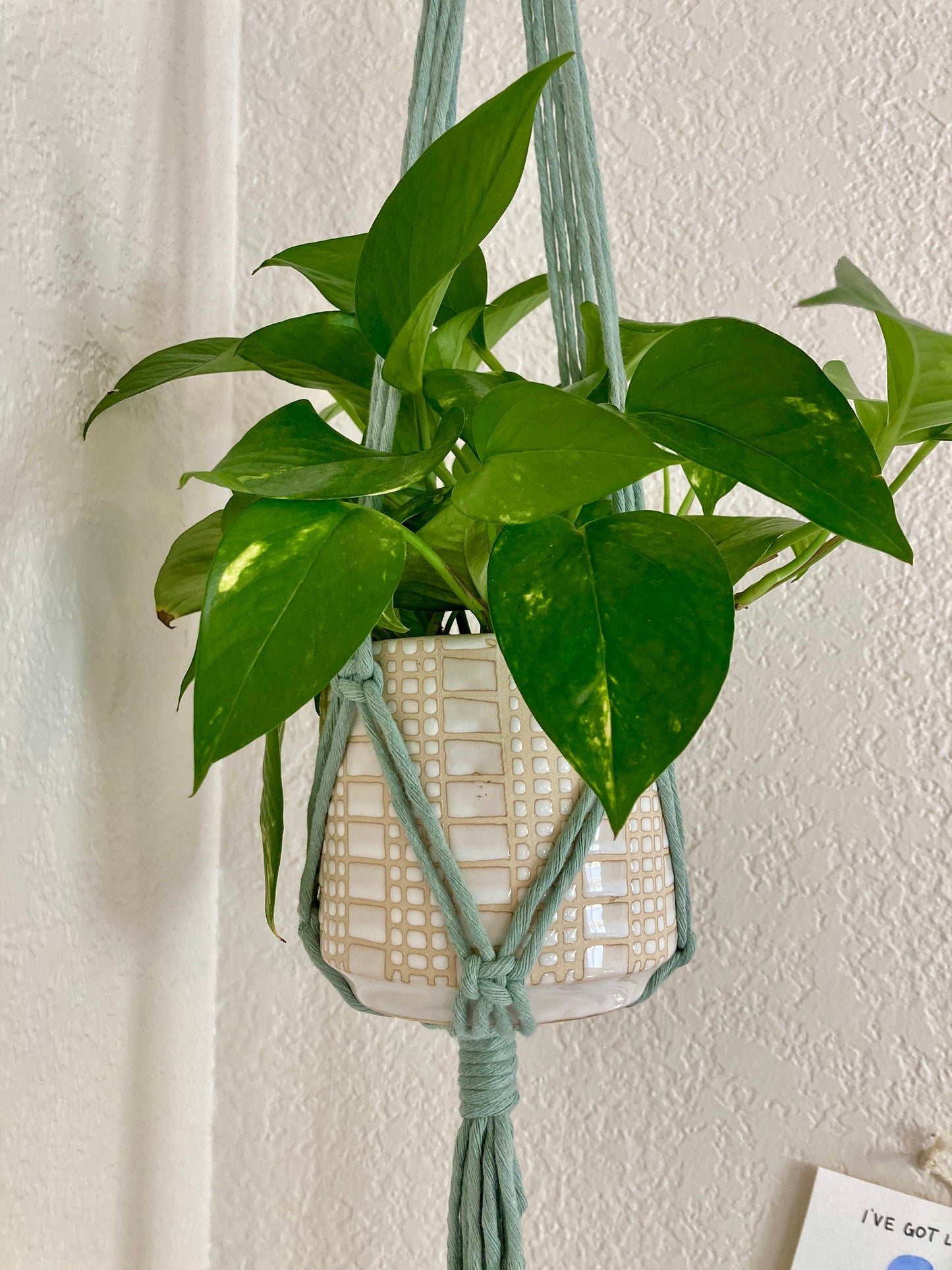 Macrame Plant Hanger
