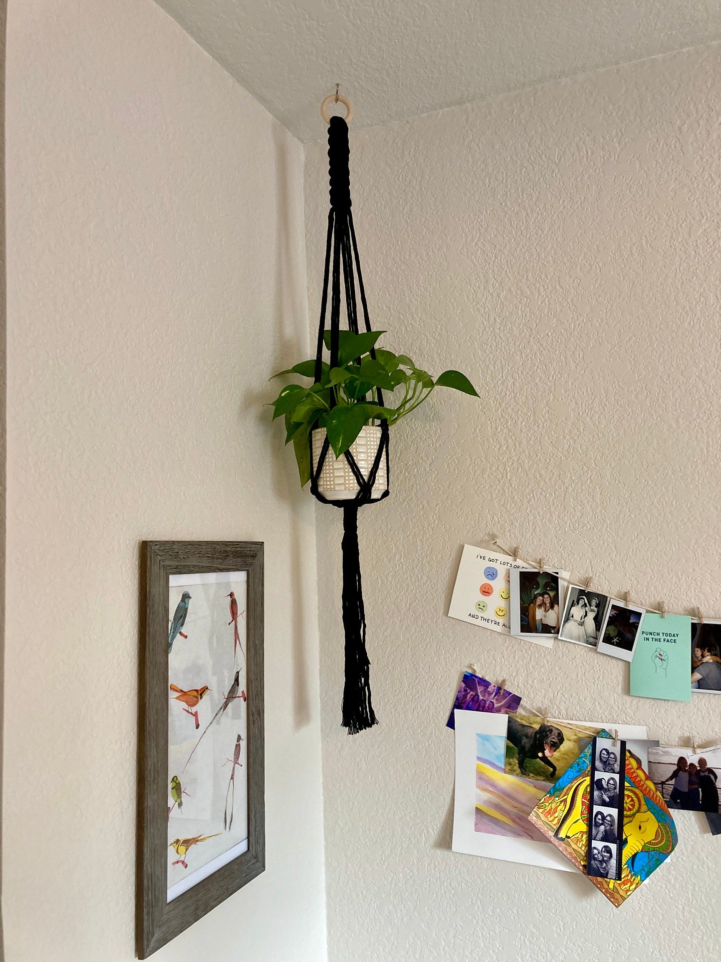 Macrame Plant Hanger