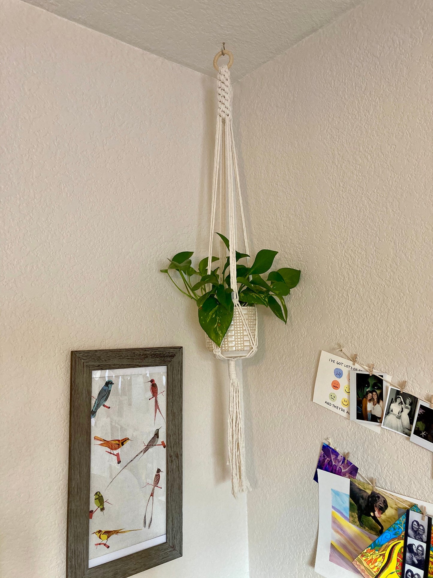 Macrame Plant Hanger